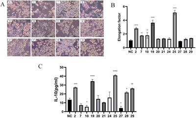 Extracellular vesicles from a novel Lactiplantibacillus plantarum strain suppress inflammation and promote M2 macrophage polarization